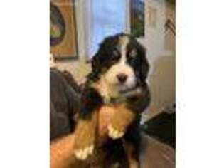 Bernese Mountain Dog Puppy for sale in Summerton, SC, USA