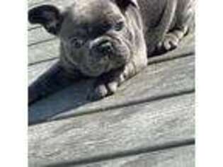 French Bulldog Puppy for sale in Cassatt, SC, USA