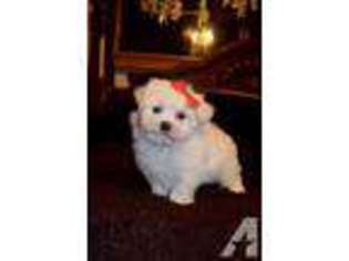 Maltese Puppy for sale in ELGIN, TX, USA