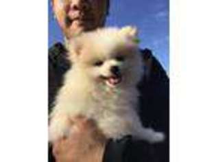 Pomeranian Puppy for sale in Pearland, TX, USA