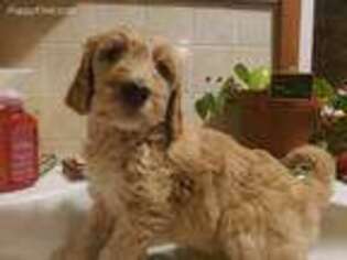 Goldendoodle Puppy for sale in Adrian, MI, USA