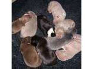 Bull Terrier Puppy for sale in Copperas Cove, TX, USA