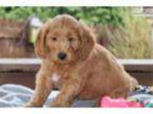 Goldendoodle Puppy for sale in Harrisburg, PA, USA