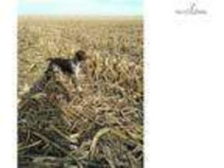 German Shorthaired Pointer Puppy for sale in Champaign, IL, USA