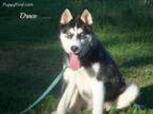 Siberian Husky Puppy for sale in Elkland, MO, USA