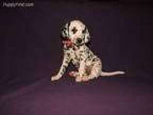 Dalmatian Puppy for sale in Navarre, OH, USA