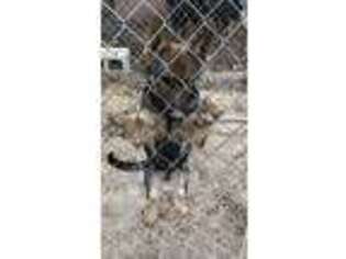 German Shepherd Dog Puppy for sale in Red Oak, TX, USA