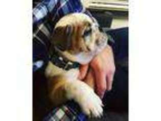 Bulldog Puppy for sale in Victorville, CA, USA
