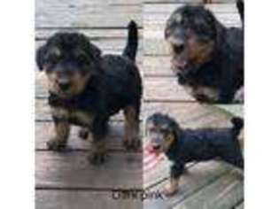 Airedale Terrier Puppy for sale in Tishomingo, OK, USA