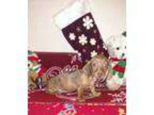 Dachshund Puppy for sale in Boomer, NC, USA