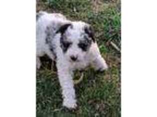 Mutt Puppy for sale in Litchfield, MN, USA