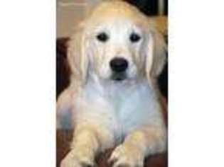 Golden Retriever Puppy for sale in North Manchester, IN, USA