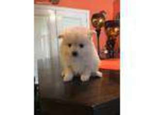 Pomeranian Puppy for sale in Duncanville, TX, USA