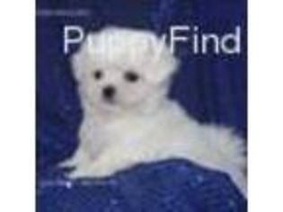 Maltese Puppy for sale in Elmwood, NE, USA