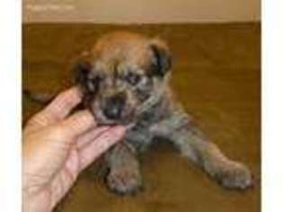 Mutt Puppy for sale in Parks, AZ, USA