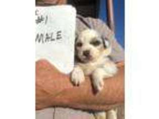 Miniature Australian Shepherd Puppy for sale in Stockton, CA, USA