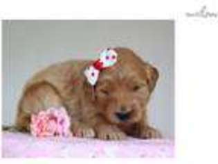 Goldendoodle Puppy for sale in Lexington, KY, USA