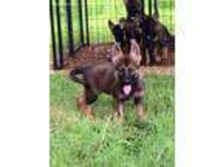German Shepherd Dog Puppy for sale in Mount Vernon, MO, USA