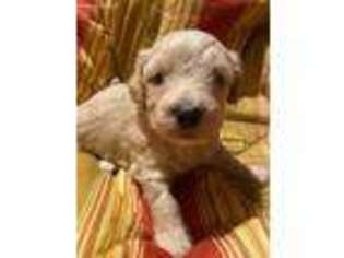 Shih-Poo Puppy for sale in Chiefland, FL, USA