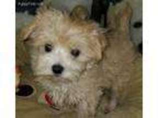 Mutt Puppy for sale in Converse, TX, USA