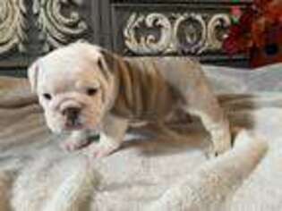 Bulldog Puppy for sale in Wrightstown, WI, USA