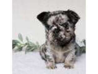 French Bulldog Puppy for sale in Ephrata, PA, USA