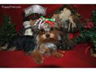 Yorkshire Terrier Puppy for sale in Gambier, OH, USA