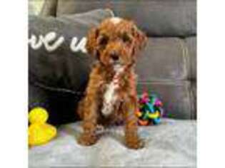 Mutt Puppy for sale in Bluffton, IN, USA