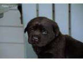 Labrador Retriever Puppy for sale in Rural Retreat, VA, USA