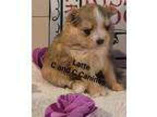 Mutt Puppy for sale in Darien Center, NY, USA