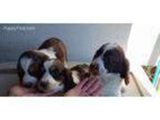 English Springer Spaniel Puppy for sale in Riverside, TX, USA