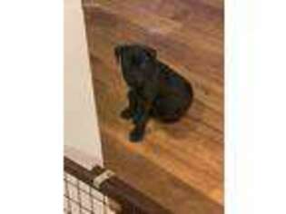 Cane Corso Puppy for sale in Voorheesville, NY, USA