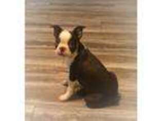 Boston Terrier Puppy for sale in Saint Louis, MO, USA