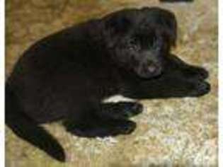 German Shepherd Dog Puppy for sale in PORTLAND, OR, USA
