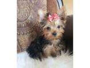 Yorkshire Terrier Puppy for sale in Becker, MN, USA