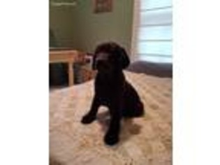 Labrador Retriever Puppy for sale in Warriors Mark, PA, USA