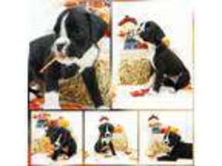 Boxer Puppy for sale in Mill Hall, PA, USA