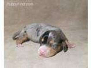 Dachshund Puppy for sale in Pana, IL, USA