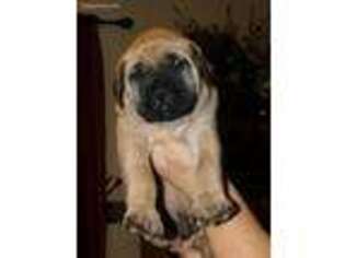 Mastiff Puppy for sale in Winona, MN, USA