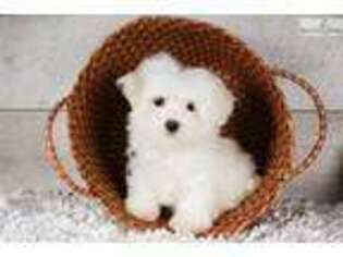 Maltese Puppy for sale in Canton, OH, USA