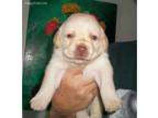 Labrador Retriever Puppy for sale in Barker, NY, USA