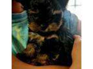 Yorkshire Terrier Puppy for sale in Adams Run, SC, USA