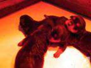 Rottweiler Puppy for sale in ENUMCLAW, WA, USA