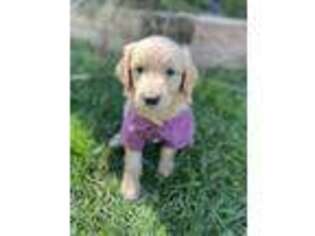 Goldendoodle Puppy for sale in Brighton, CO, USA