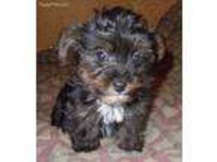 Yorkshire Terrier Puppy for sale in Blaine, WA, USA