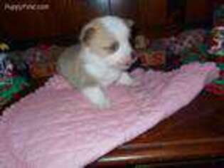 Pembroke Welsh Corgi Puppy for sale in Loganton, PA, USA