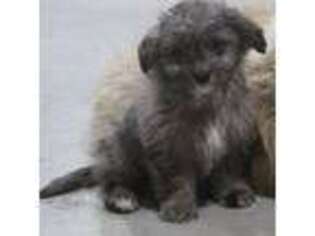 Mutt Puppy for sale in Adair, IA, USA