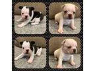 French Bulldog Puppy for sale in West Liberty, KY, USA