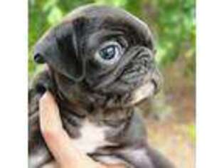 Pug Puppy for sale in Gates, NC, USA
