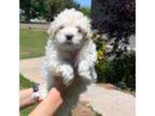 Mutt Puppy for sale in Gilbert, AZ, USA